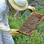Lekker Lokaal: Workshop Maasmechelse honing