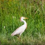 Vogelwandeling in het RivierPark Maasvallei: Excursie met MaasVerkenner