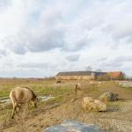 Nieuwe natuur in een historisch landschap: excursie met MaasVerkenner