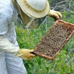 Lekker Lokaal: Workshop Maasmechelse honing - de Maasbie